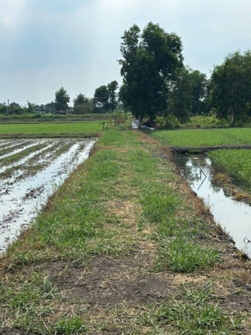 Bán lô đất Nguyễn Thị ngâu Hóc Môn